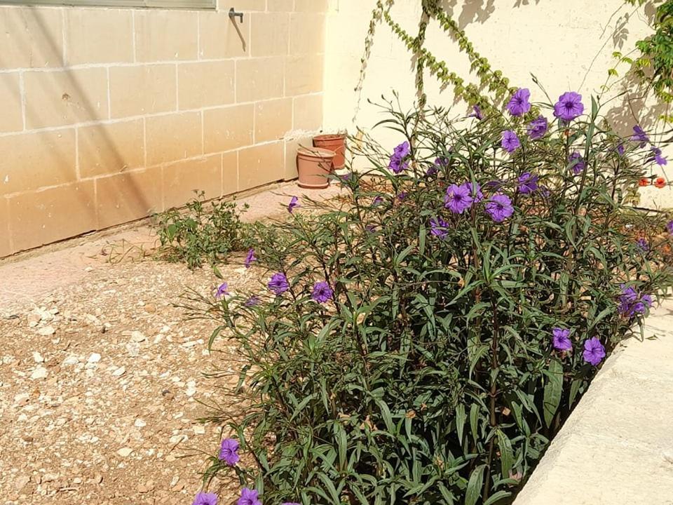 Dynesty B&B Birżebbuġa Dış mekan fotoğraf